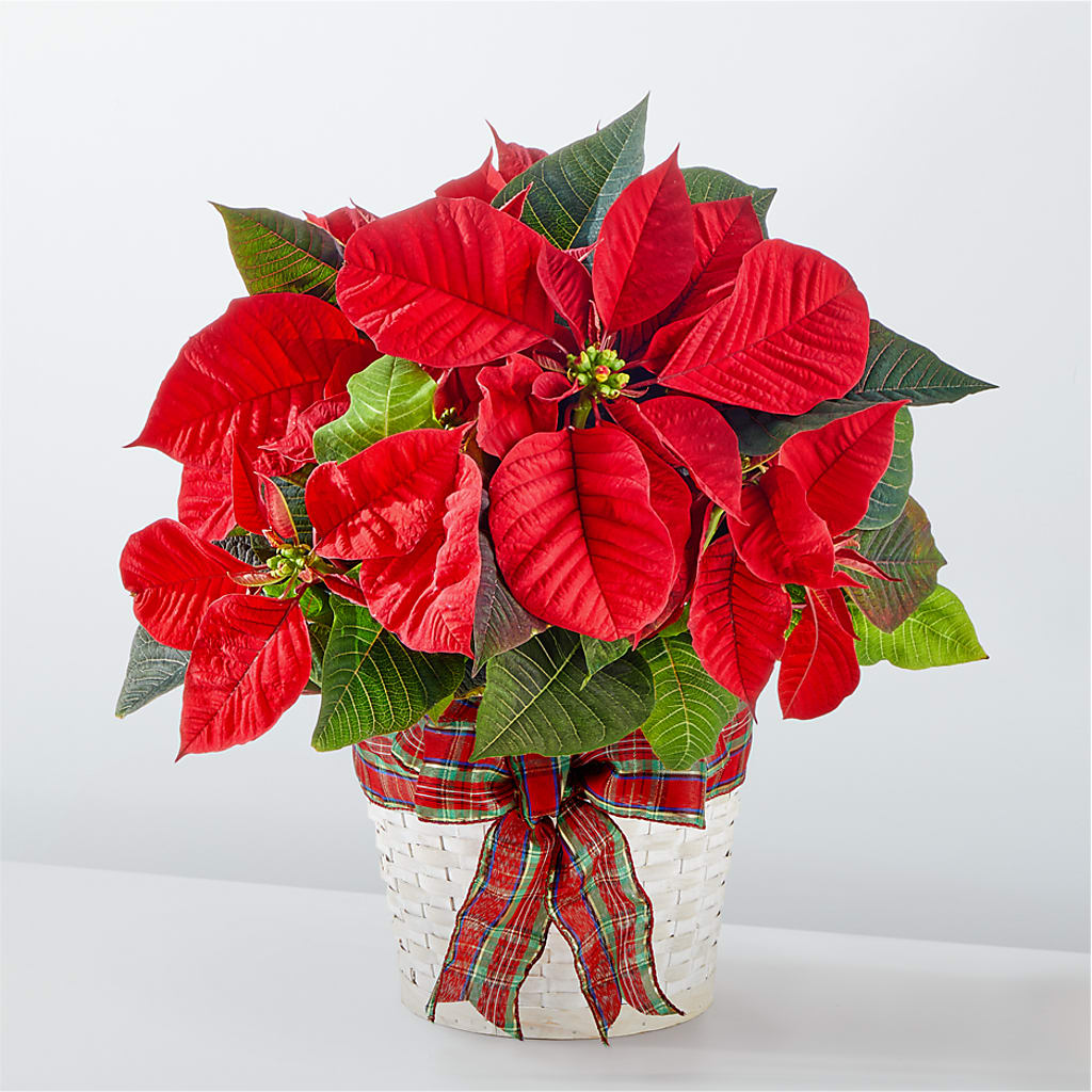 Happiest Holidays Poinsettia – DANDELIONS ALL THINGS WEDDINGS & EVENTS, Germanton NC