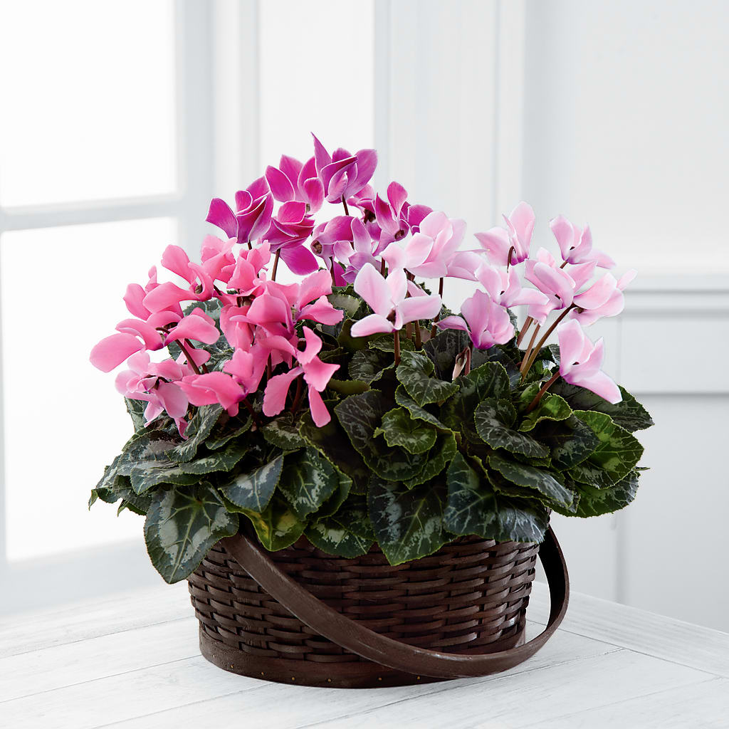 Mixed Cyclamen Planter – DANDELIONS ALL THINGS WEDDINGS & EVENTS, Germanton NC