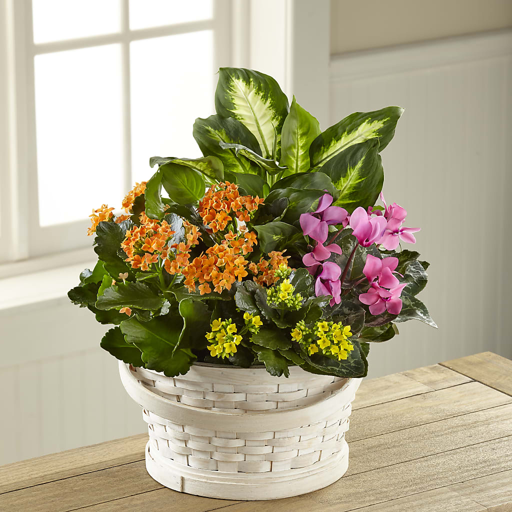 Color Crush Dishgarden – DANDELIONS ALL THINGS WEDDINGS & EVENTS, Germanton NC