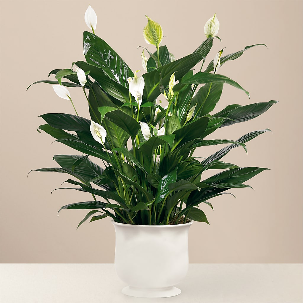 Comfort Planter – DANDELIONS ALL THINGS WEDDINGS & EVENTS, Germanton NC