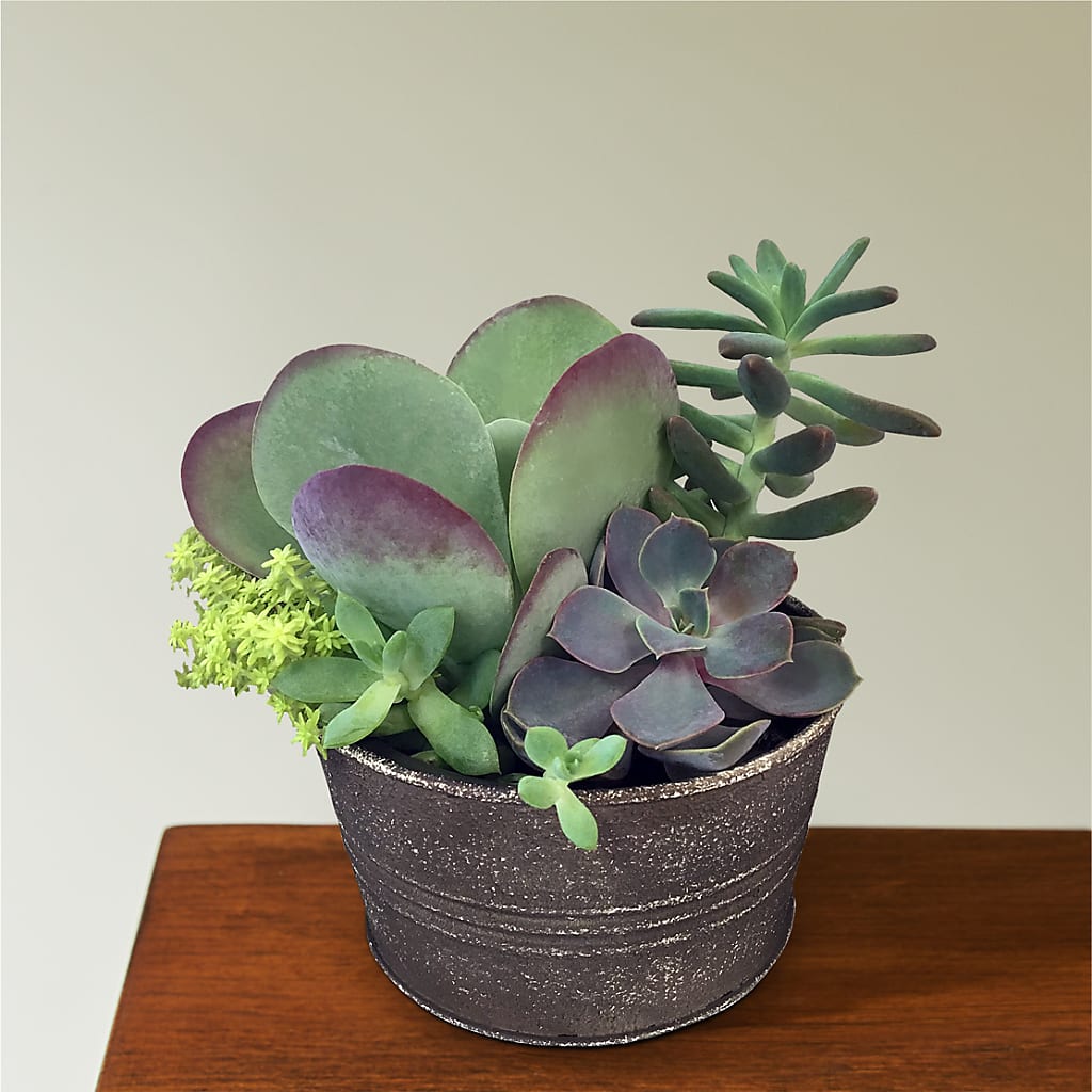 Lush Succulent Garden – DANDELIONS ALL THINGS WEDDINGS & EVENTS, Germanton NC