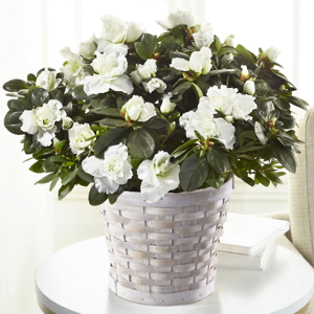 White Azalea Plant – DANDELIONS ALL THINGS WEDDINGS & EVENTS, Germanton NC