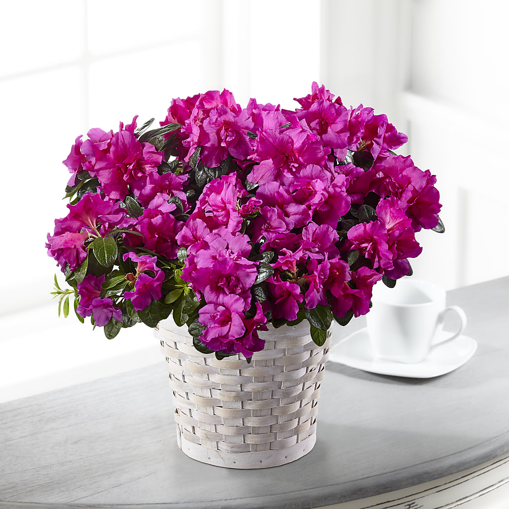 Hope & Serenity Azalea Plant – DANDELIONS ALL THINGS WEDDINGS & EVENTS, Germanton NC