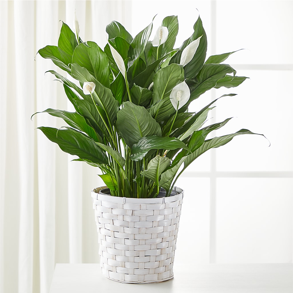 A New Leaf Peace Lily – DANDELIONS ALL THINGS WEDDINGS & EVENTS, Germanton NC