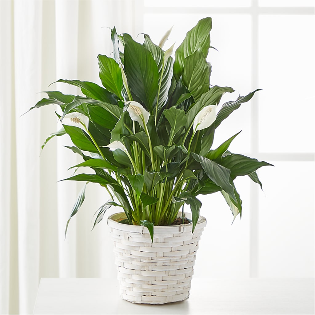 A New Leaf Peace Lily – DANDELIONS ALL THINGS WEDDINGS & EVENTS, Germanton NC