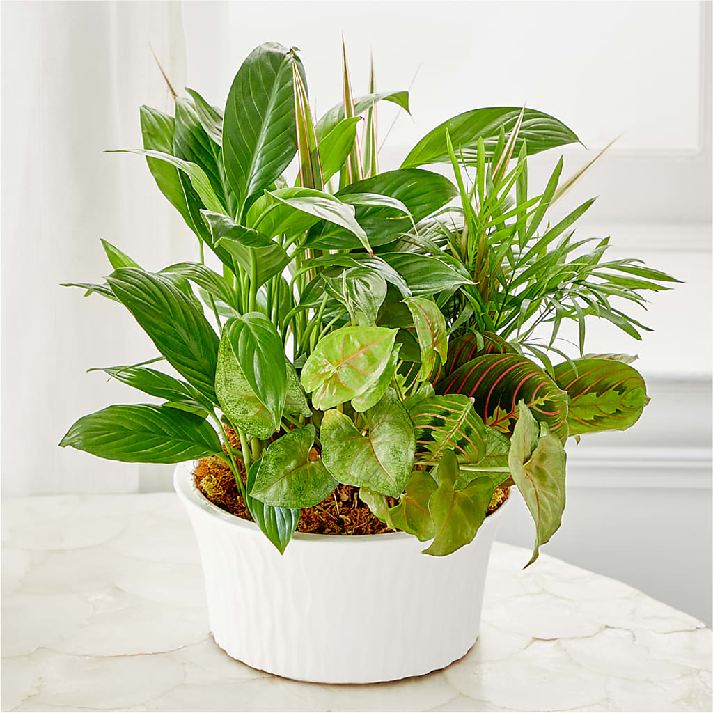Balance & Harmony Dishgarden – DANDELIONS ALL THINGS WEDDINGS & EVENTS, Germanton NC