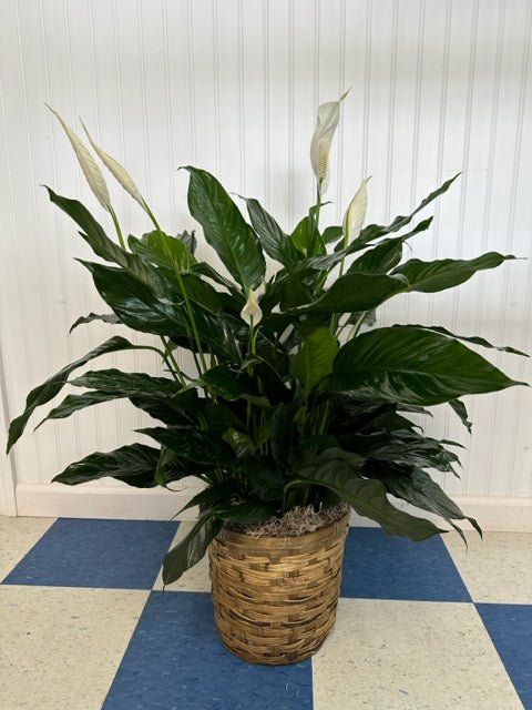 Peace Lily Plant – DANDELIONS ALL THINGS WEDDINGS & EVENTS, Germanton NC