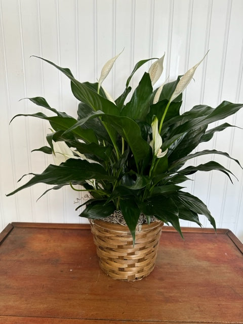Peace Lily Plant – DANDELIONS ALL THINGS WEDDINGS & EVENTS, Germanton NC