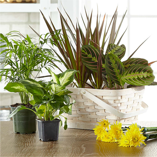 Florist Designed Blooming and Green Plants in a Basket – DANDELIONS ALL THINGS WEDDINGS & EVENTS, Germanton NC