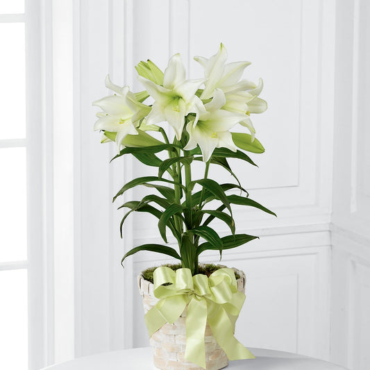 Easter Lily Plant – DANDELIONS ALL THINGS WEDDINGS & EVENTS, Germanton NC
