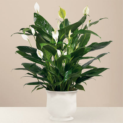 Comfort Planter – DANDELIONS ALL THINGS WEDDINGS & EVENTS, Germanton NC