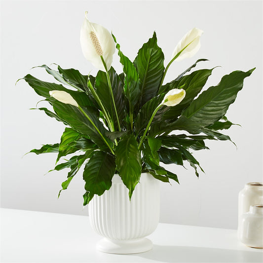 Comfort Planter – DANDELIONS ALL THINGS WEDDINGS & EVENTS, Germanton NC