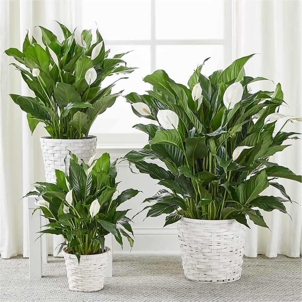 A New Leaf Peace Lily – DANDELIONS ALL THINGS WEDDINGS & EVENTS, Germanton NC