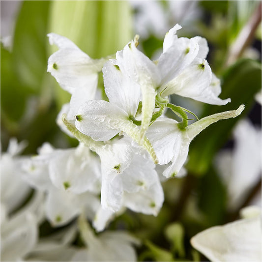 Classic Ivory – A Florist Original – DANDELIONS ALL THINGS WEDDINGS & EVENTS, Germanton NC