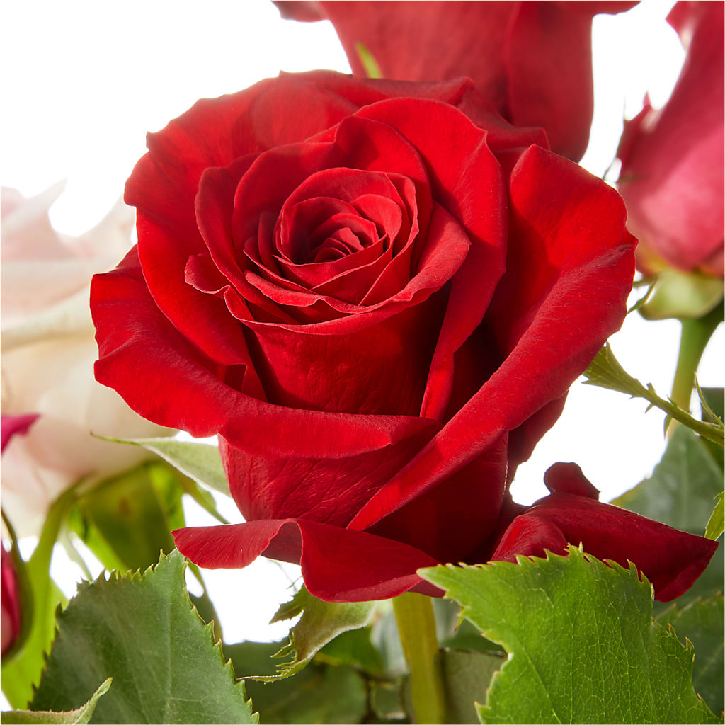 Love Notes Rose Bouquet – DANDELIONS ALL THINGS WEDDINGS & EVENTS, Germanton NC